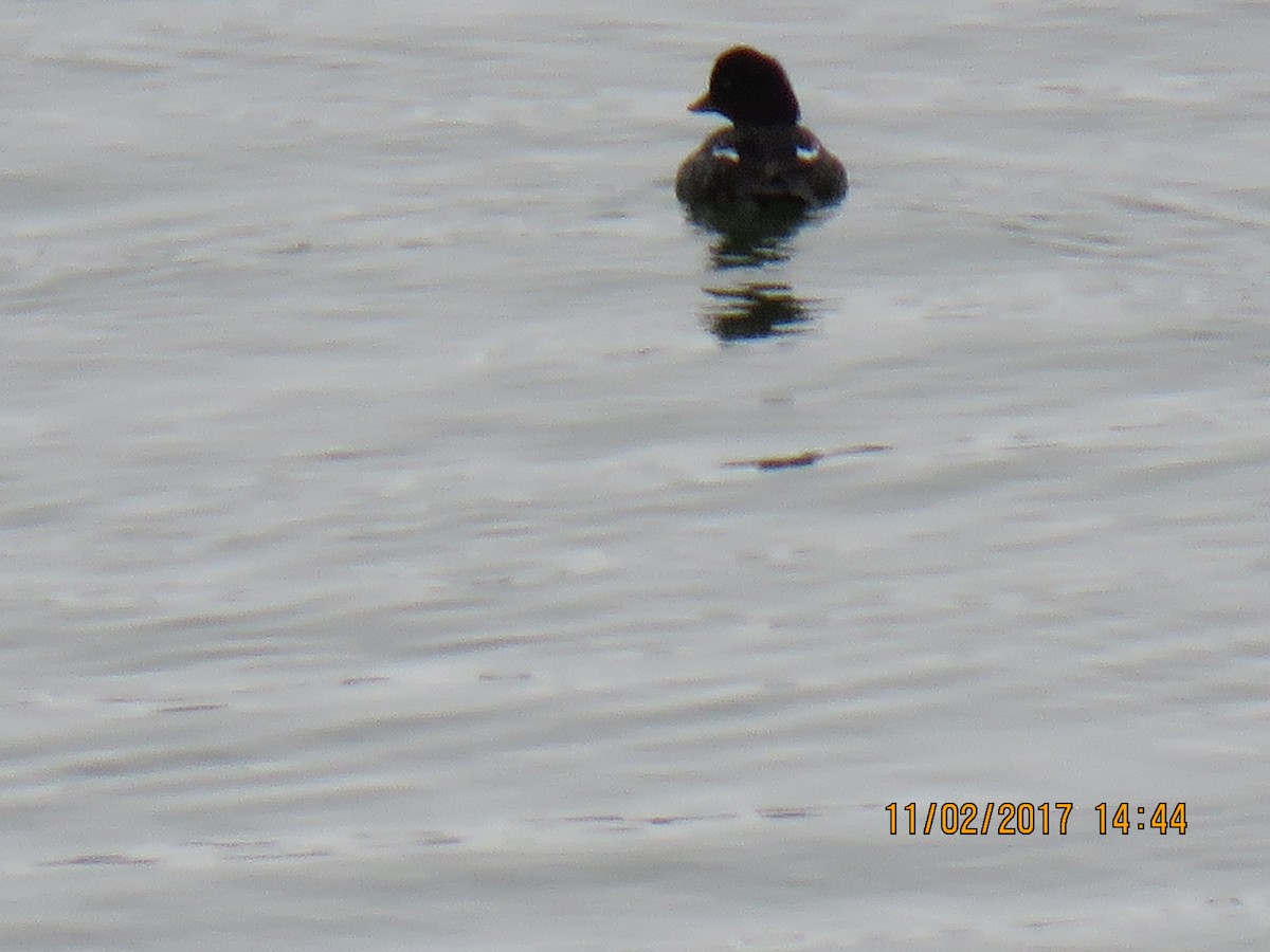 Barrow's Goldeneye - ML82379081