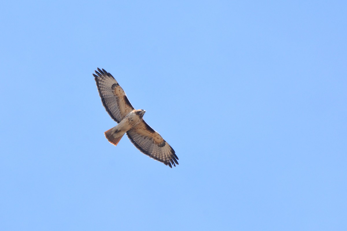 Red-tailed Hawk - Miguel Aguilar @birdnomad