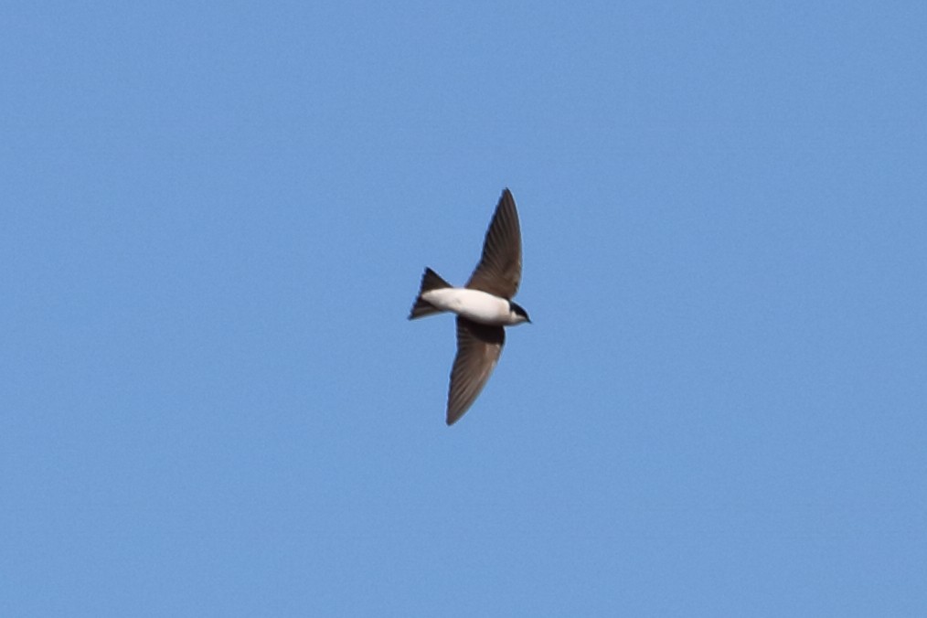 Golondrina Bicolor - ML82379351