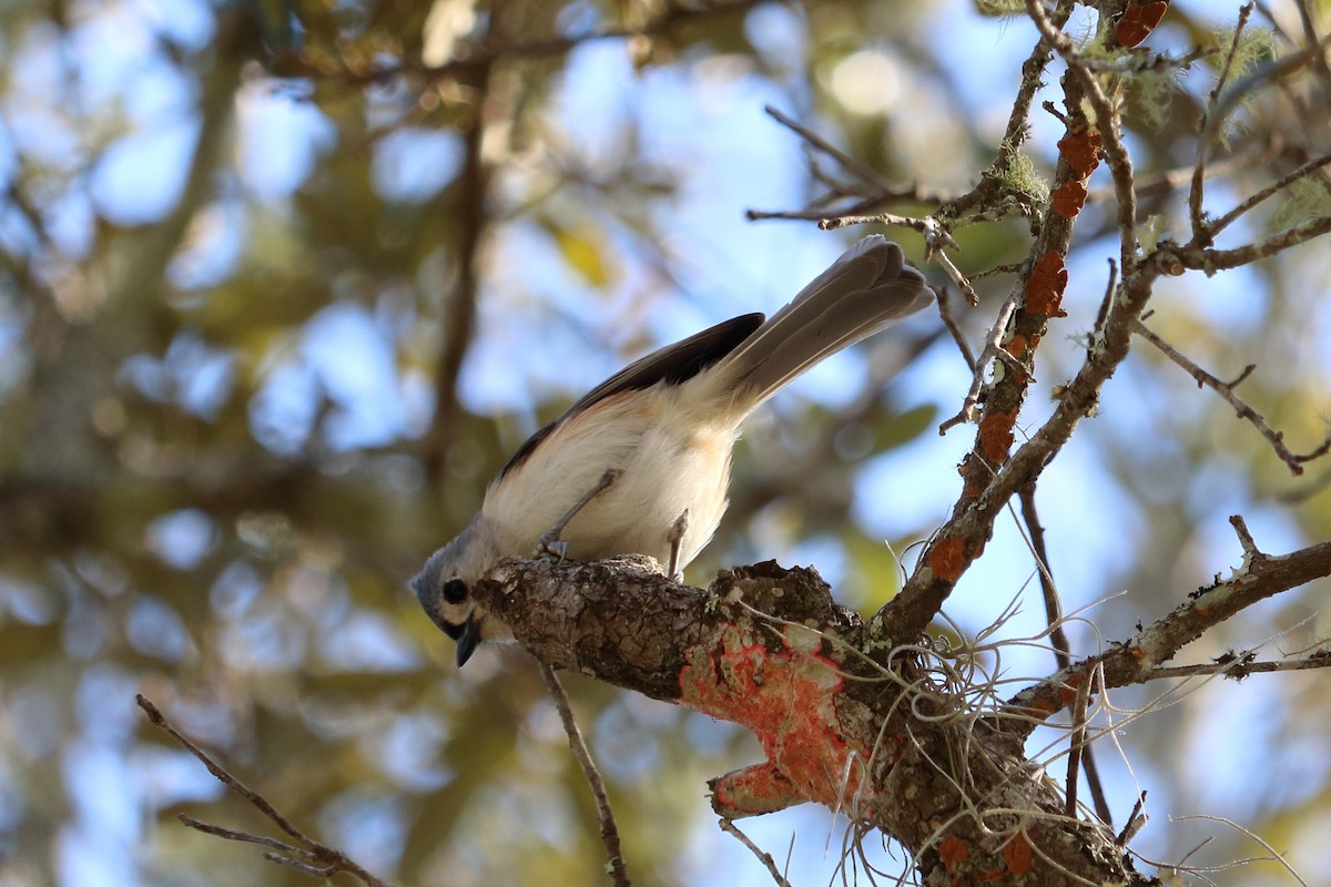 Mésange bicolore - ML82379471