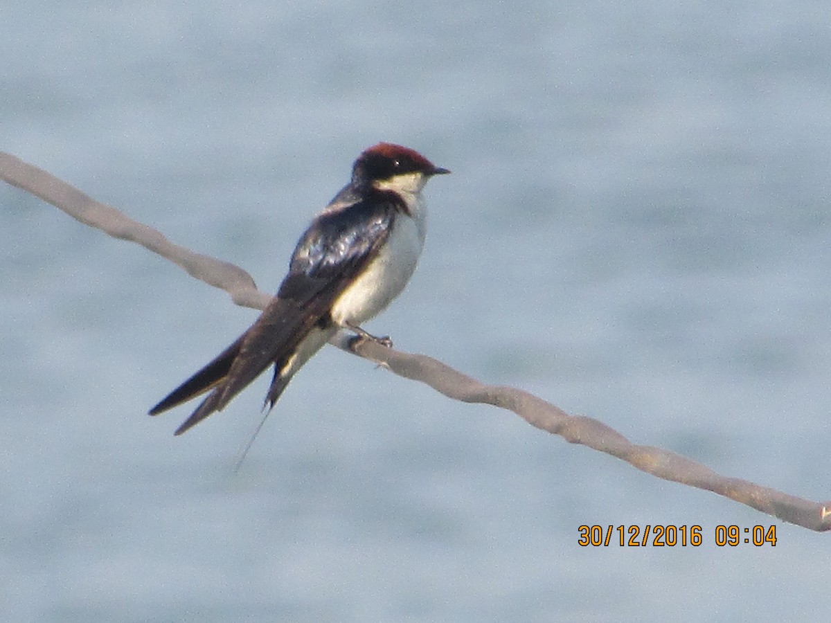 Wire-tailed Swallow - ML82381141