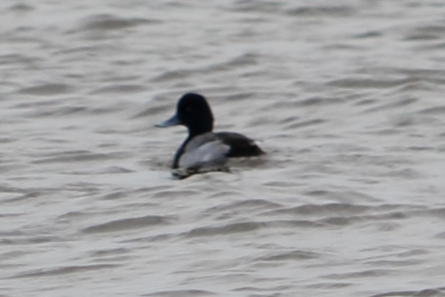 Lesser Scaup - Alta Tanner