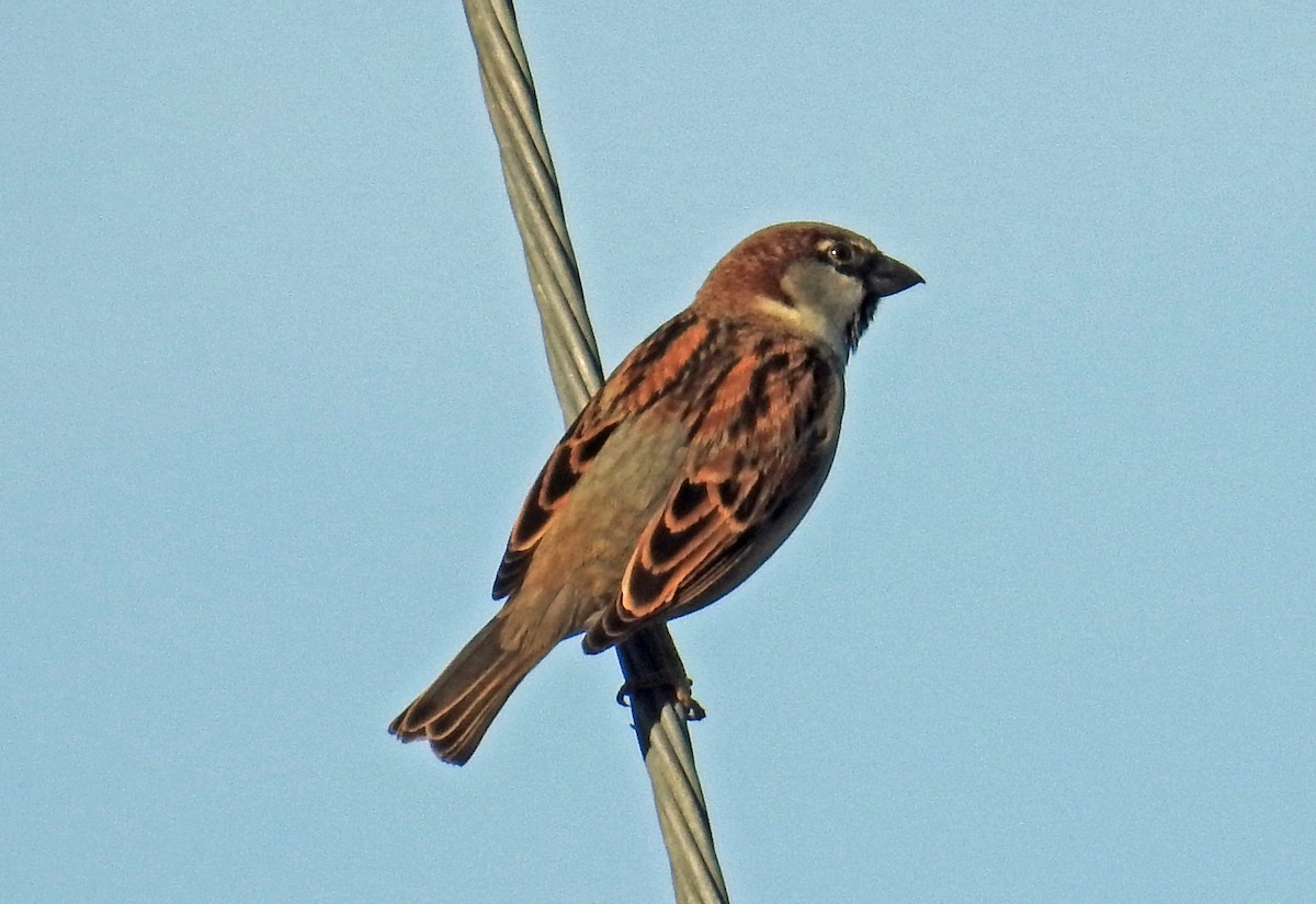 House Sparrow - ML82381851