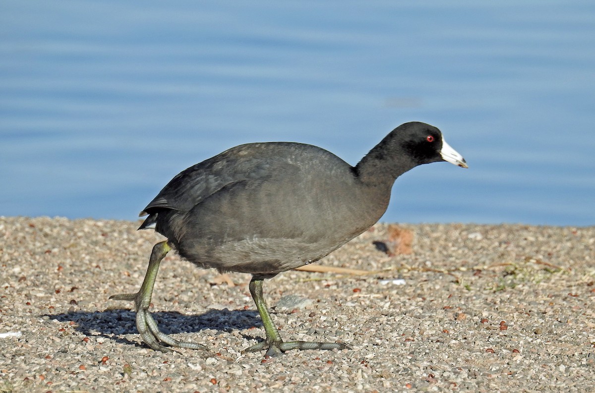 Foulque d'Amérique - ML82382001