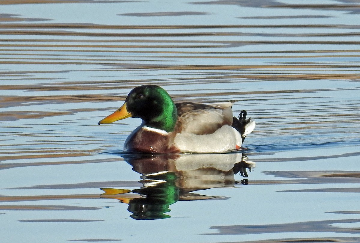 Canard colvert - ML82382241