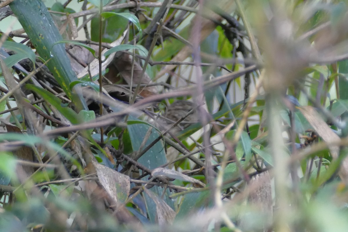 Rufous-backed Treehunter - ML82384301