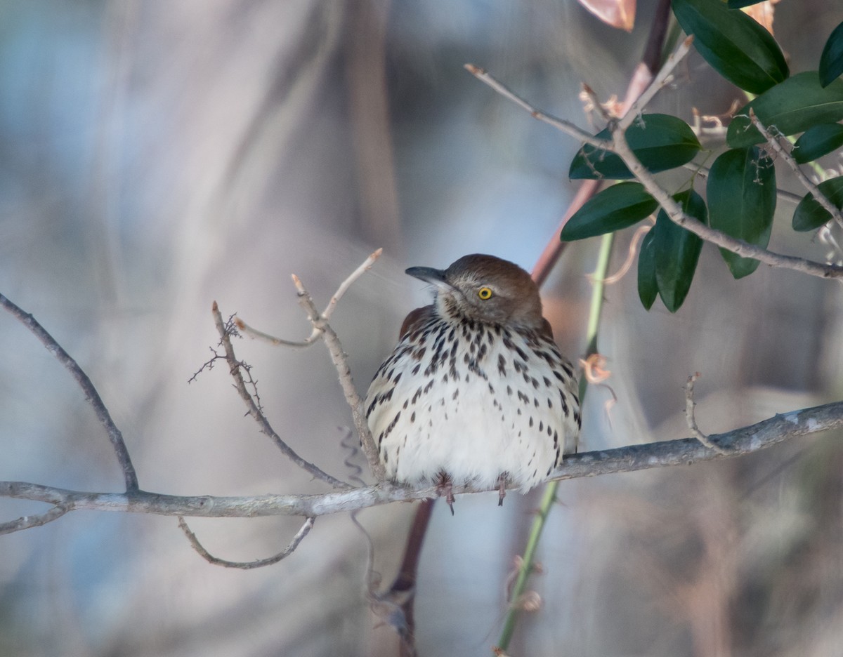 Brown Thrasher - ML82384501