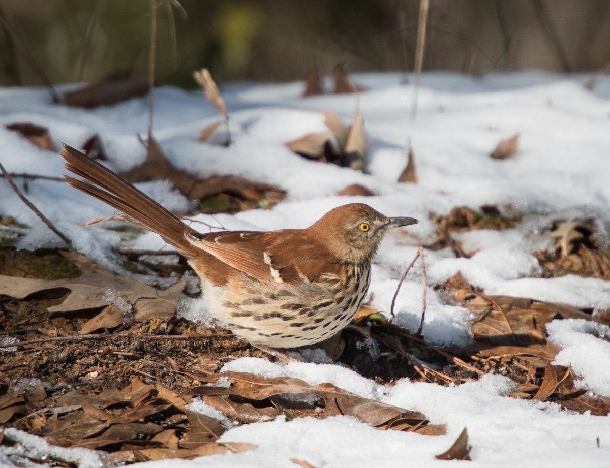 Brown Thrasher - LG Pr