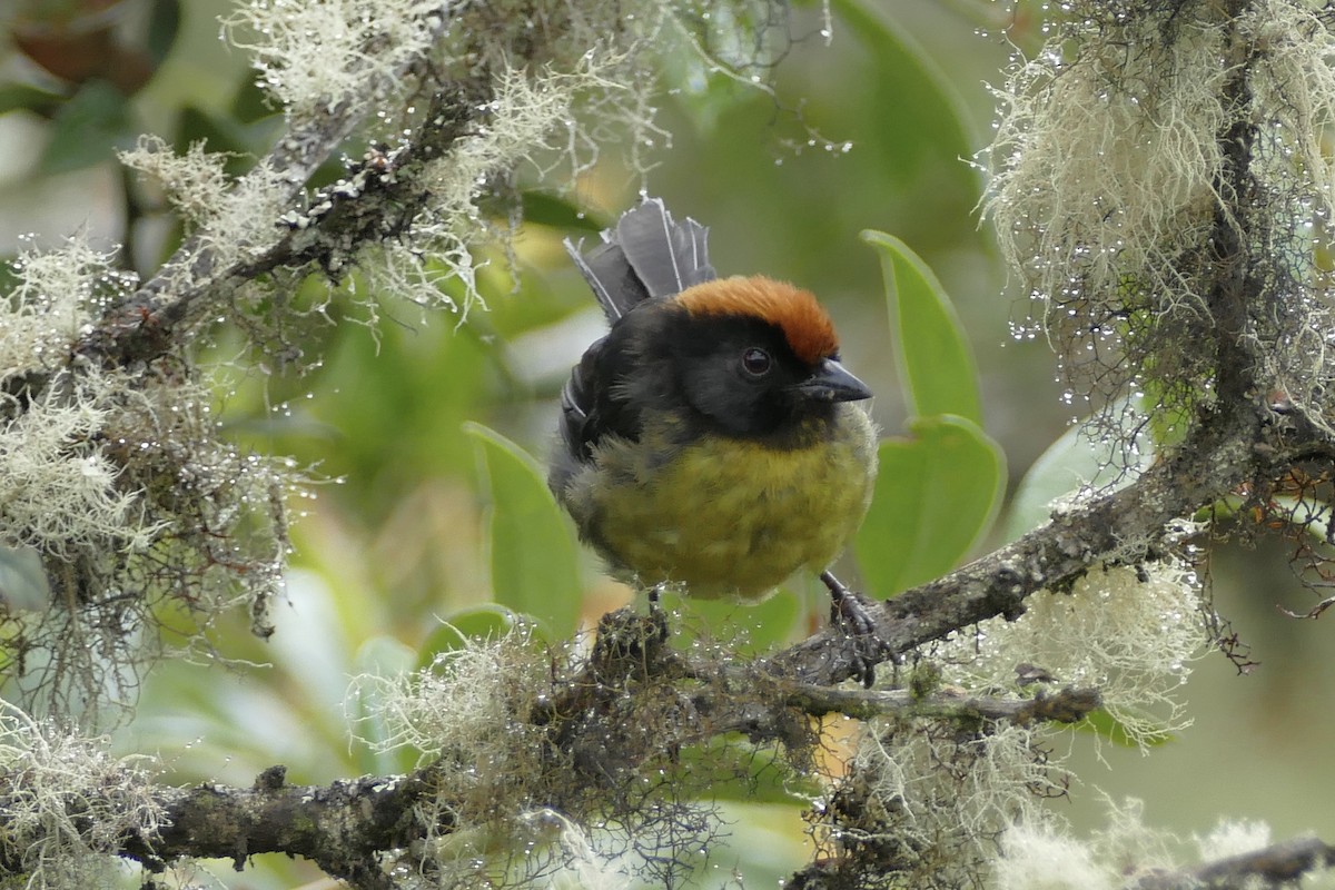 Black-faced Brushfinch - Peter Kaestner