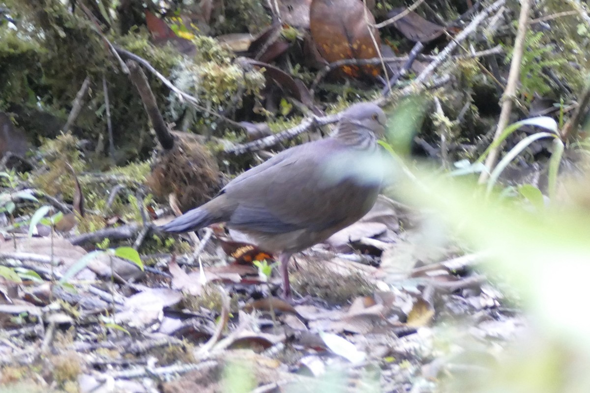 Colombe à gorge blanche - ML82387061