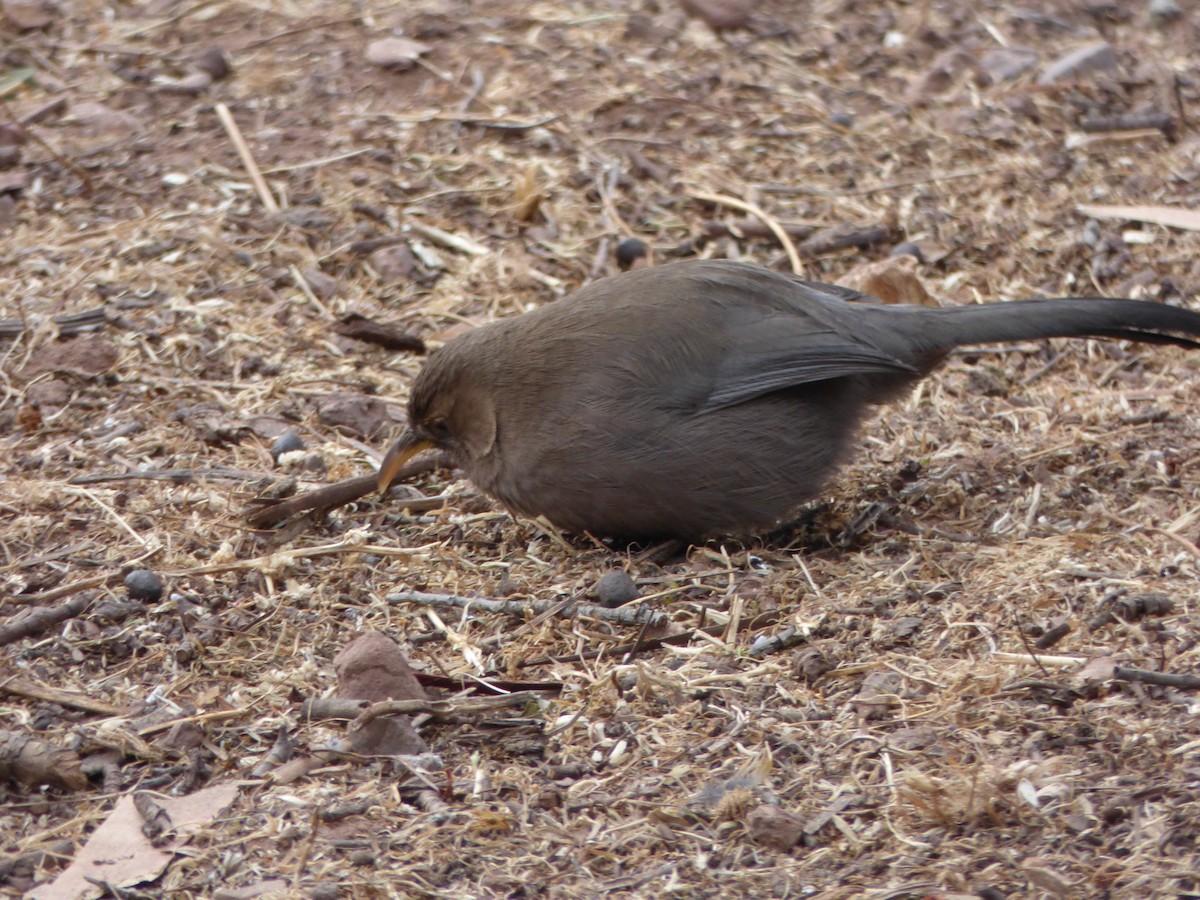 Pere David's Laughingthrush - ML82387071