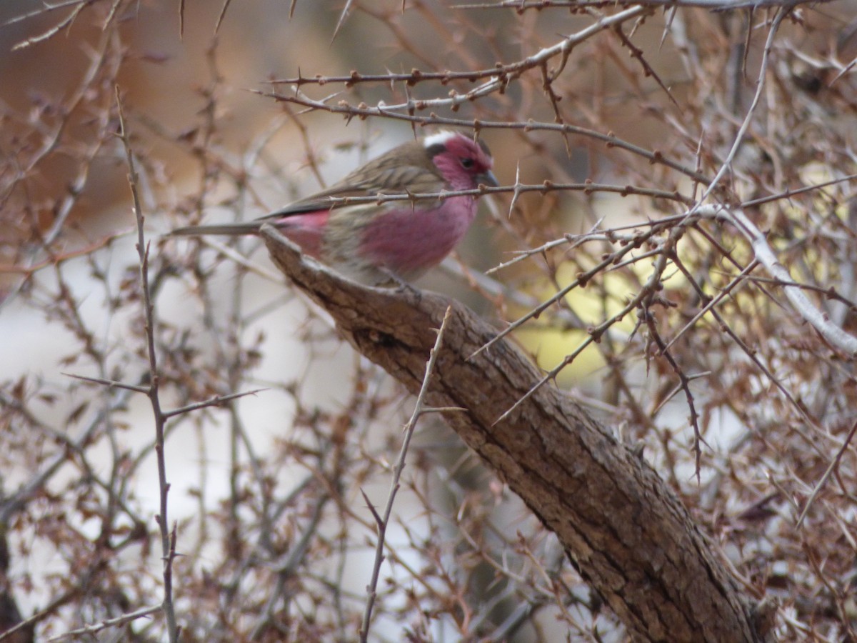 Chinese White-browed Rosefinch - ML82387221