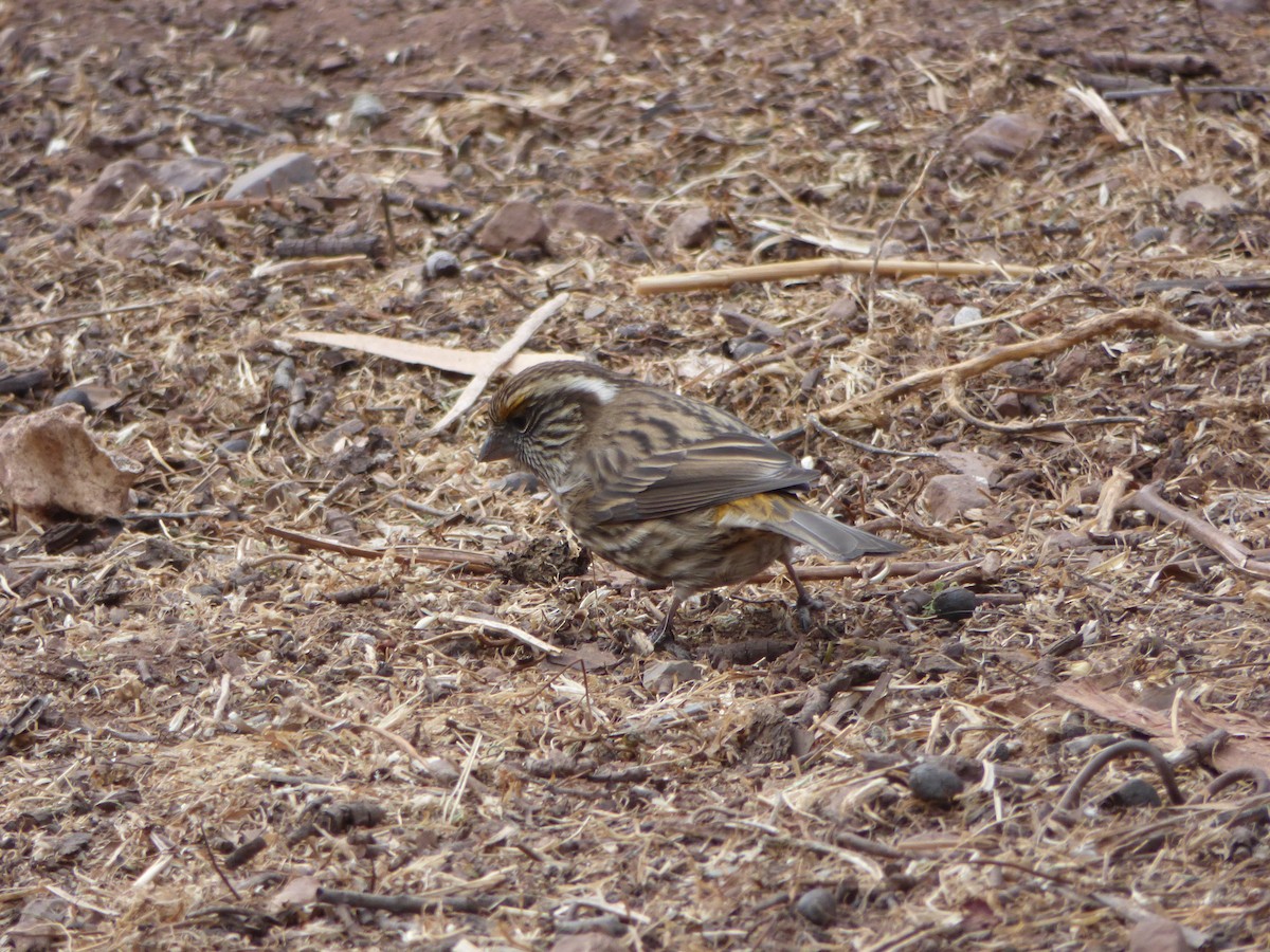 Chinese White-browed Rosefinch - ML82387251