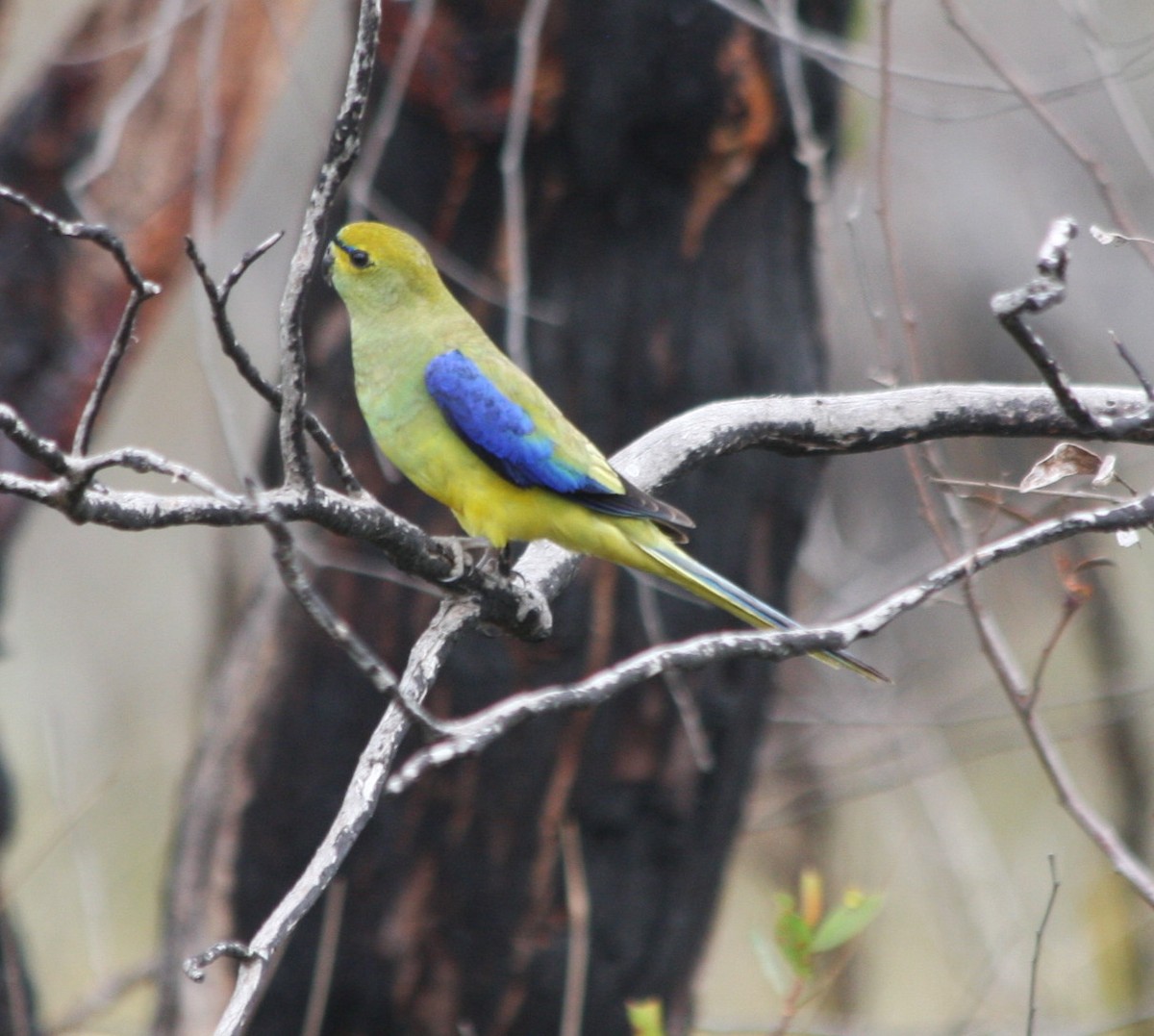 Blue-winged Parrot - ML82387661