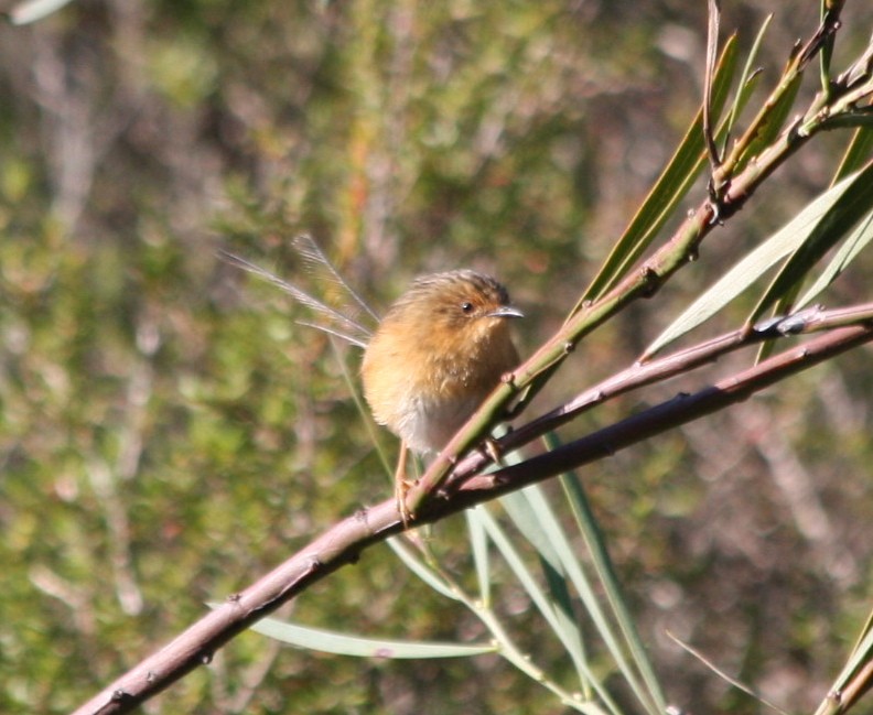 Southern Emuwren - ML82387711