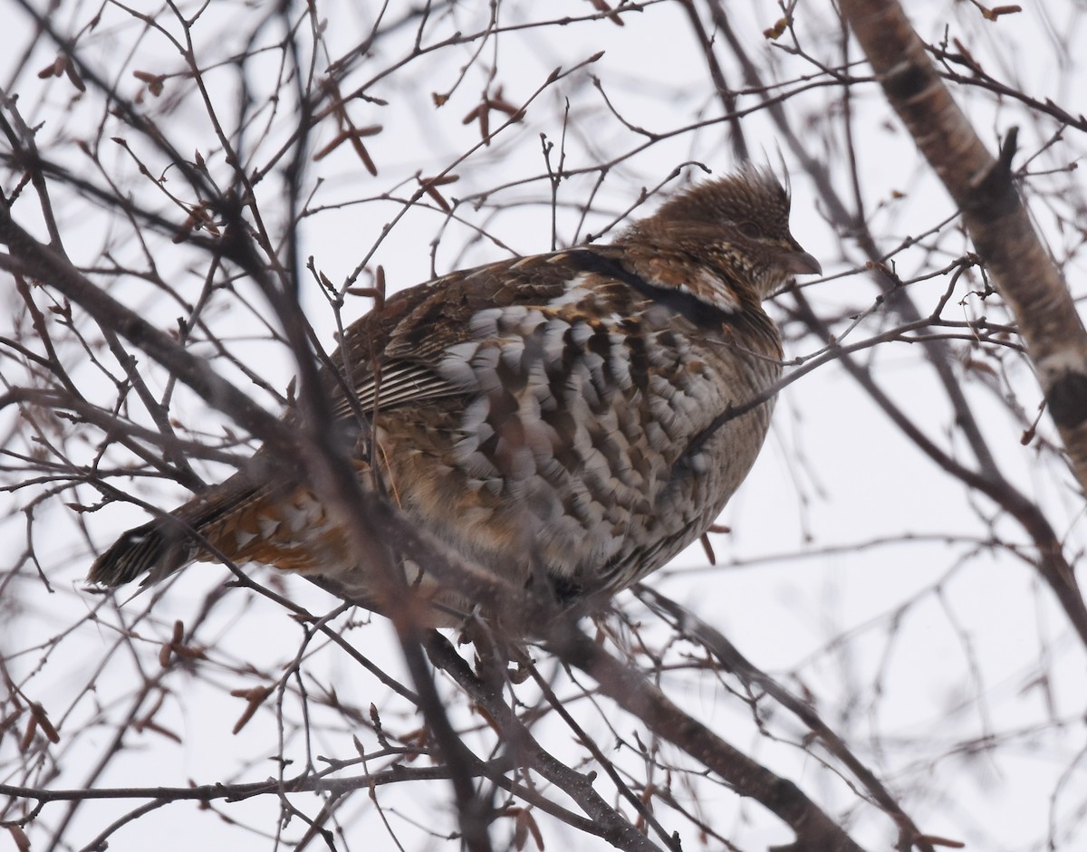 Ruffed Grouse - ML82388361