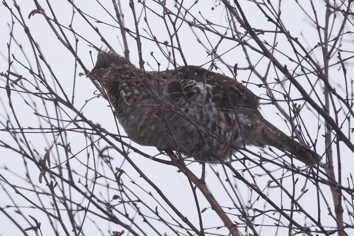 Ruffed Grouse - ML82388381