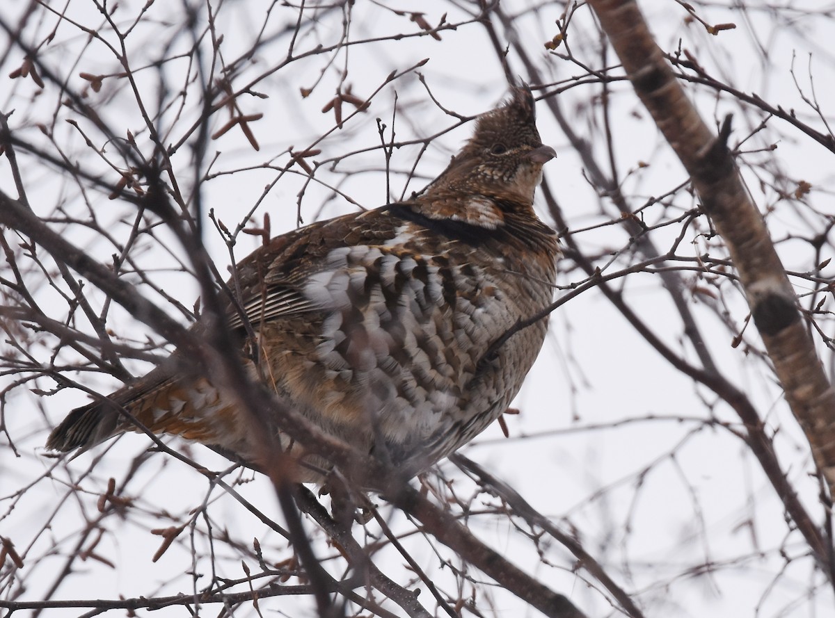 Ruffed Grouse - ML82388391