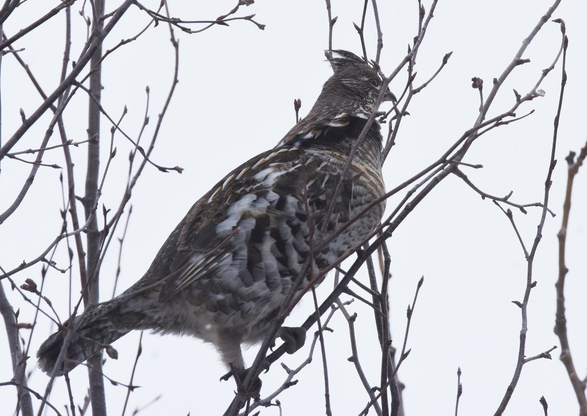 Ruffed Grouse - ML82388401