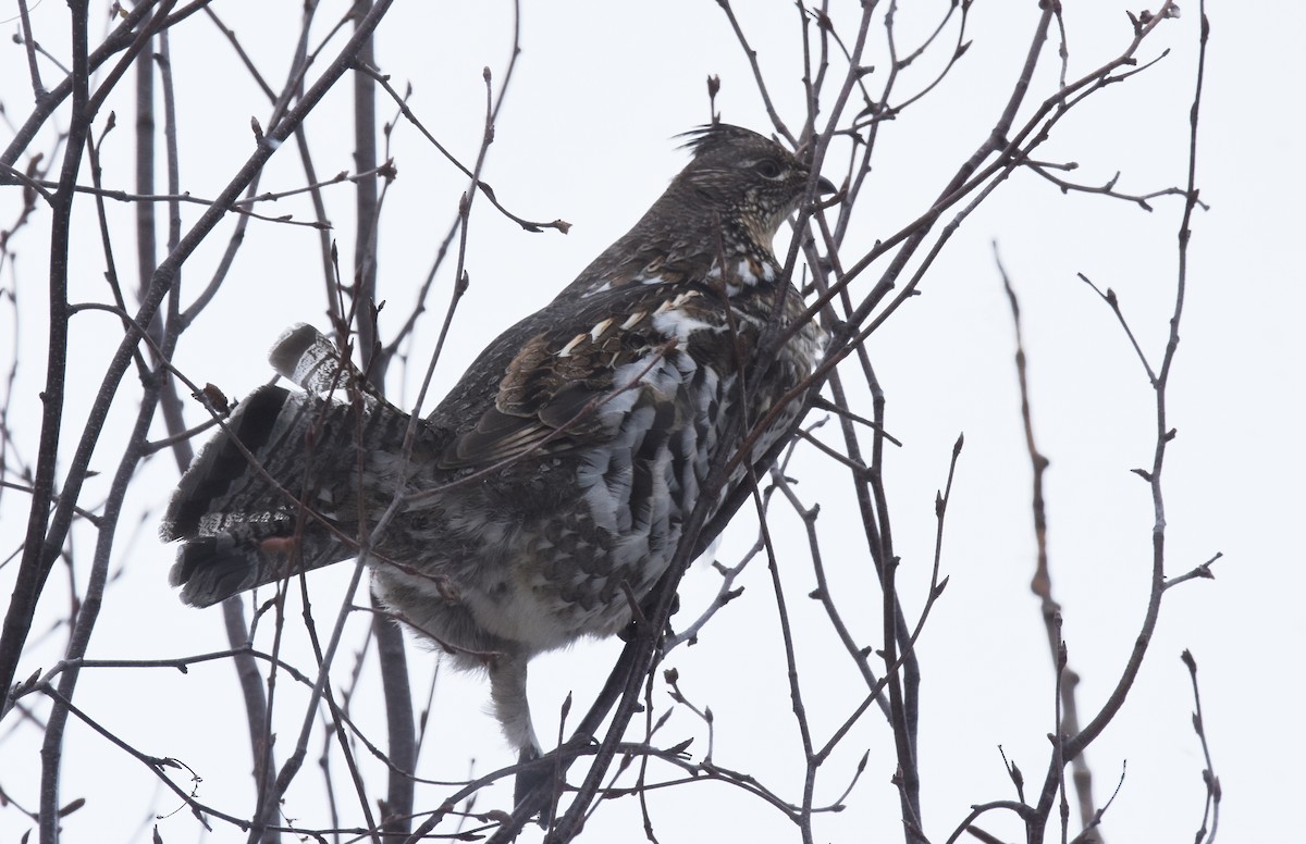 Ruffed Grouse - ML82388411