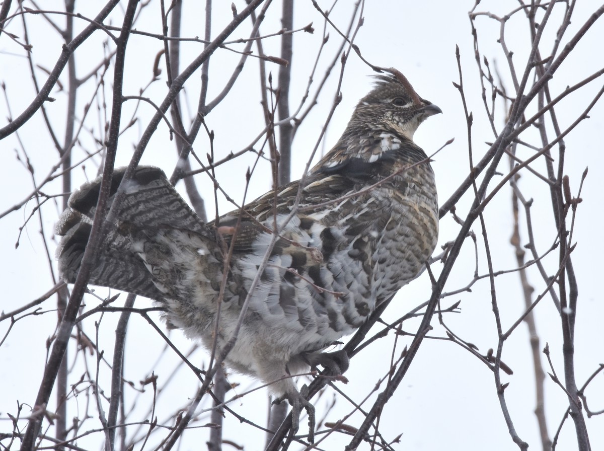 Ruffed Grouse - ML82388431