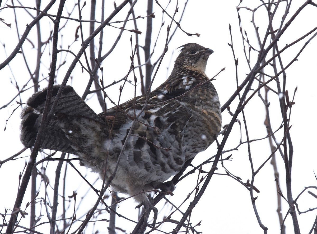 Ruffed Grouse - ML82388451