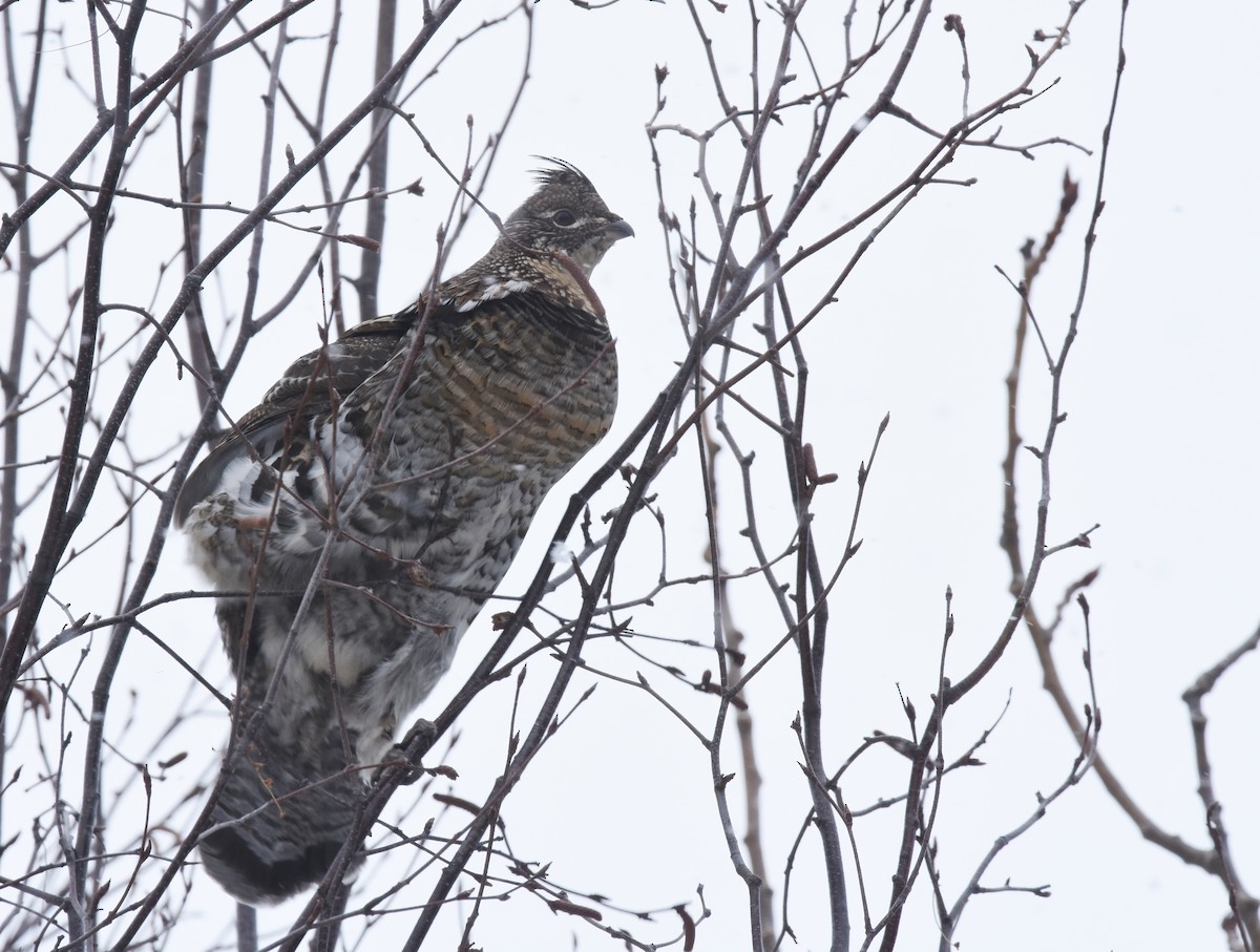 Ruffed Grouse - ML82388461