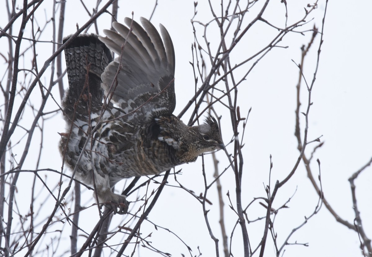 Ruffed Grouse - ML82388481