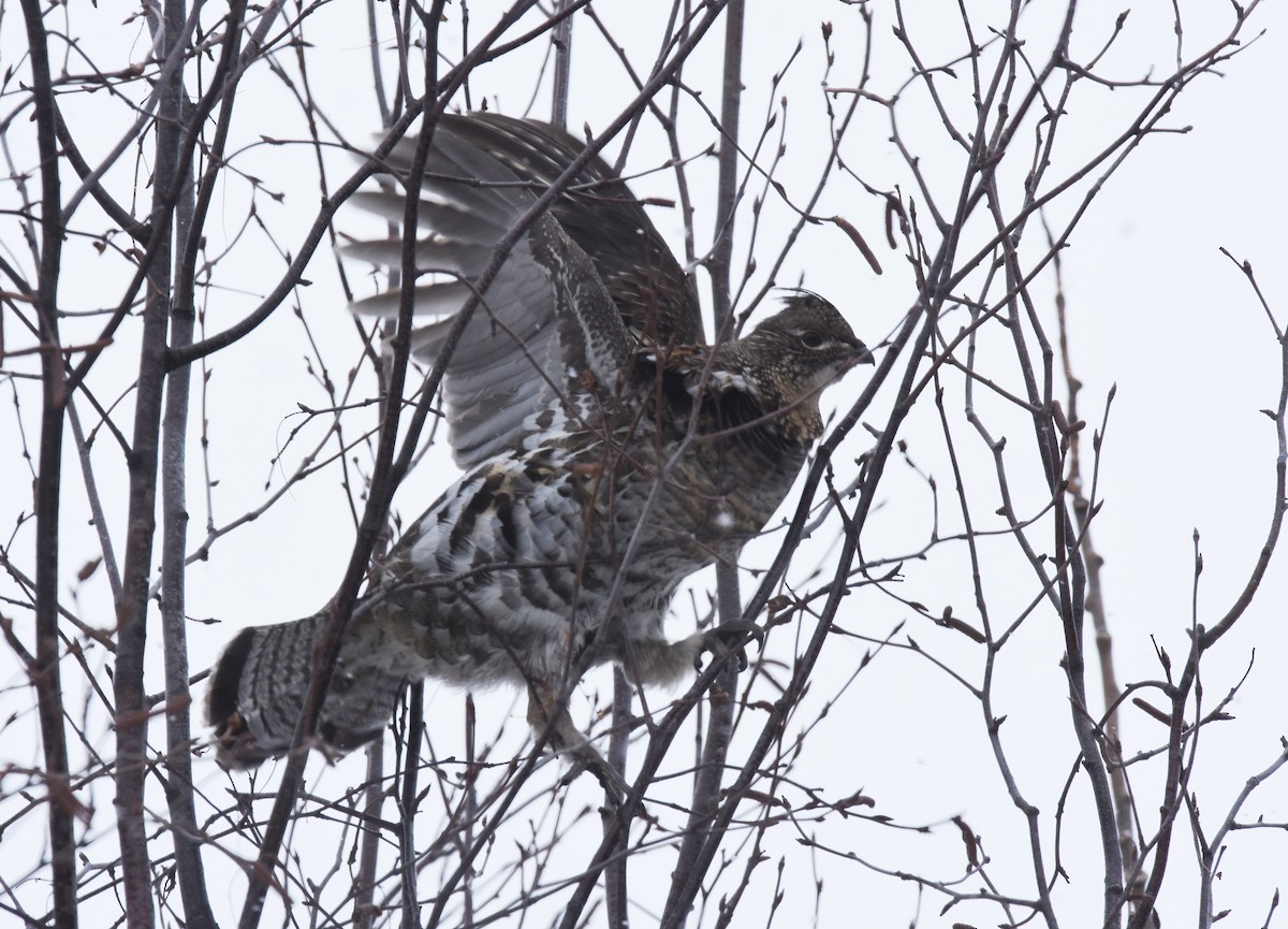 Ruffed Grouse - ML82388491