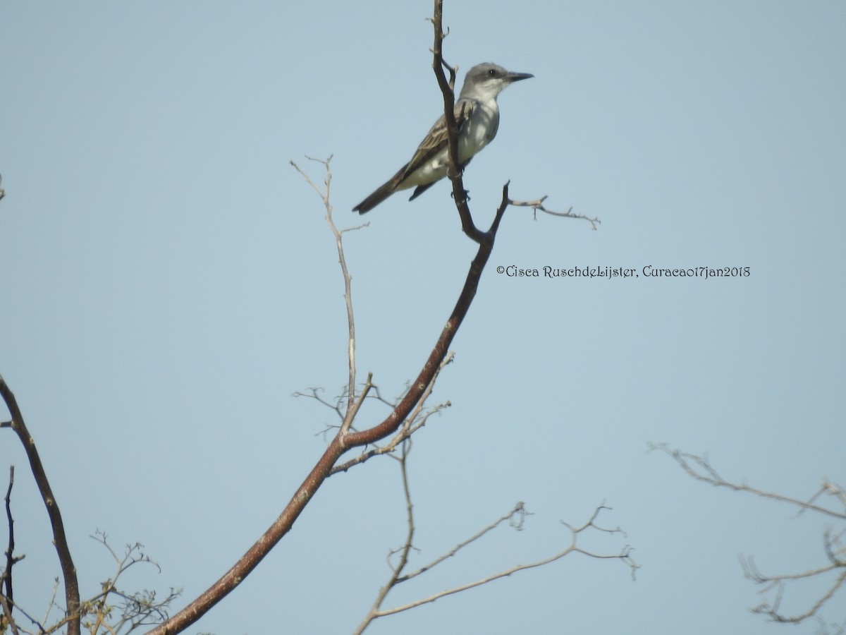Gray Kingbird - Cisca  Rusch