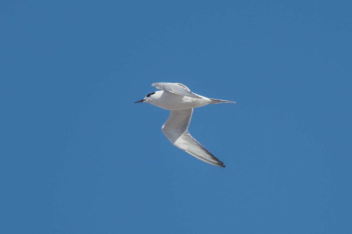 Forster's Tern - ML82389861