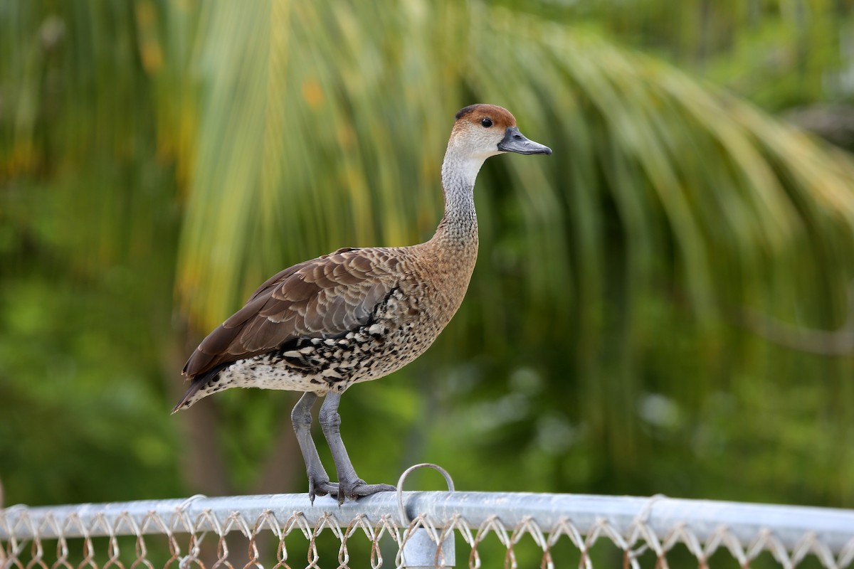 West Indian Whistling-Duck - Ceri James
