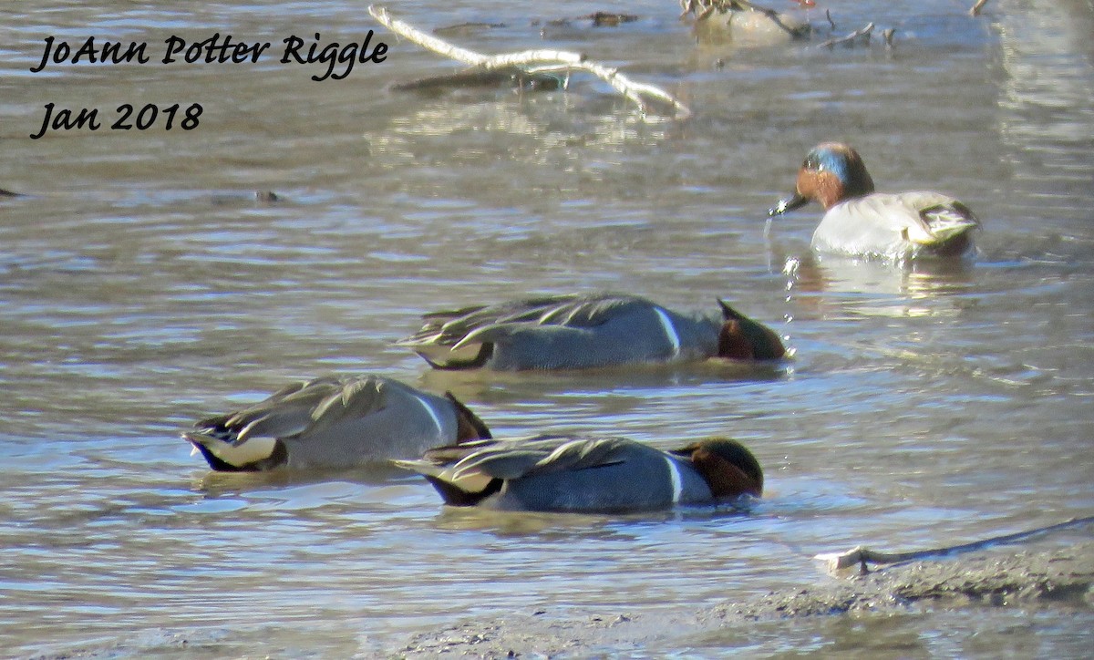 Green-winged Teal - ML82391201