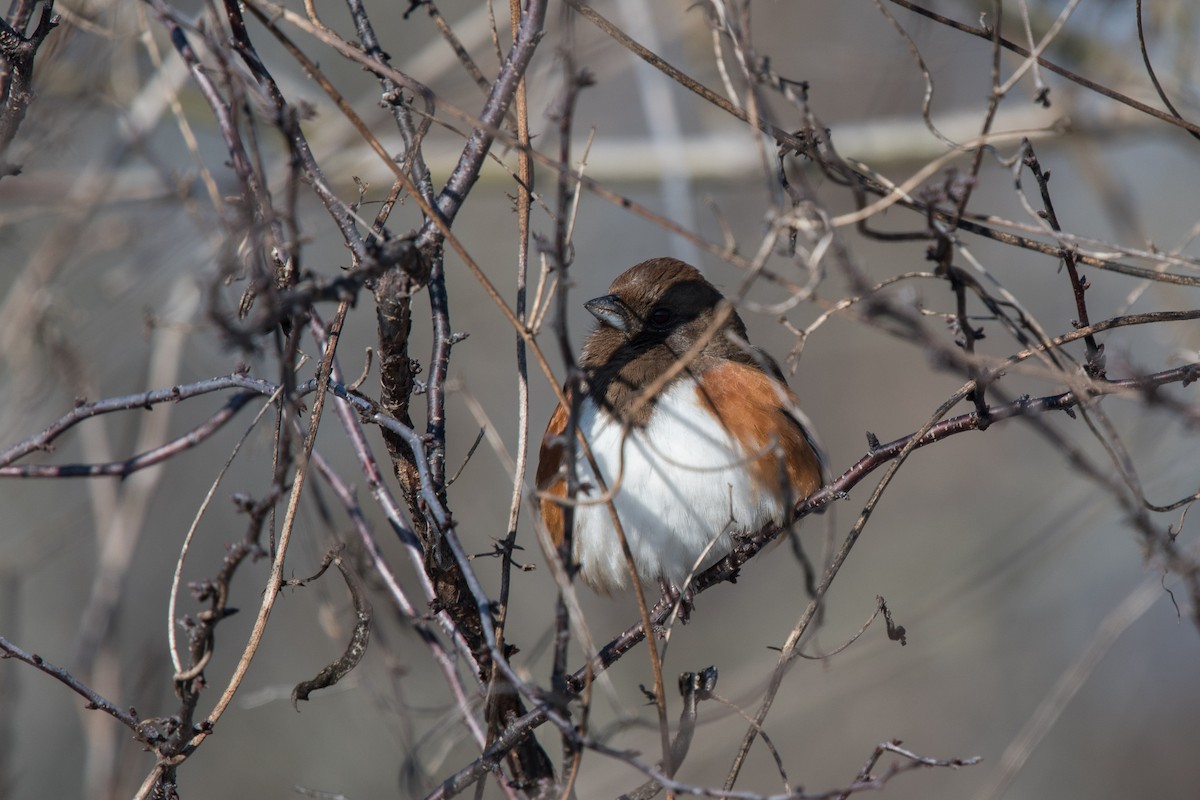 Eastern Towhee - ML82393041