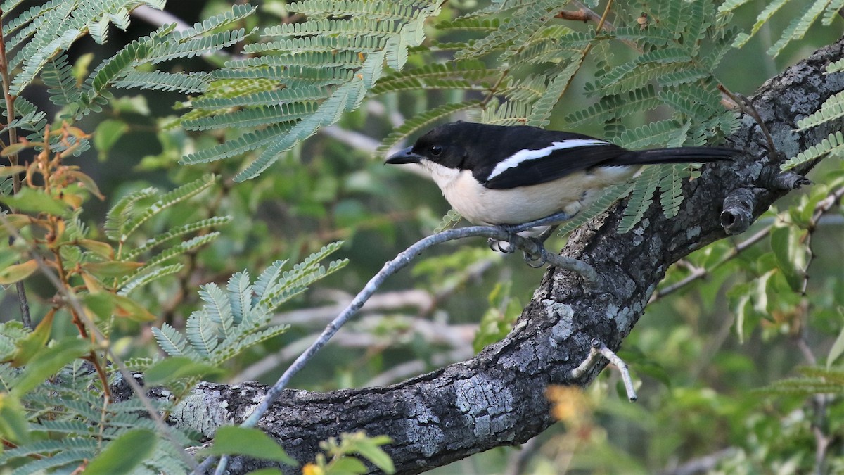 Southern Boubou - Dean LaTray