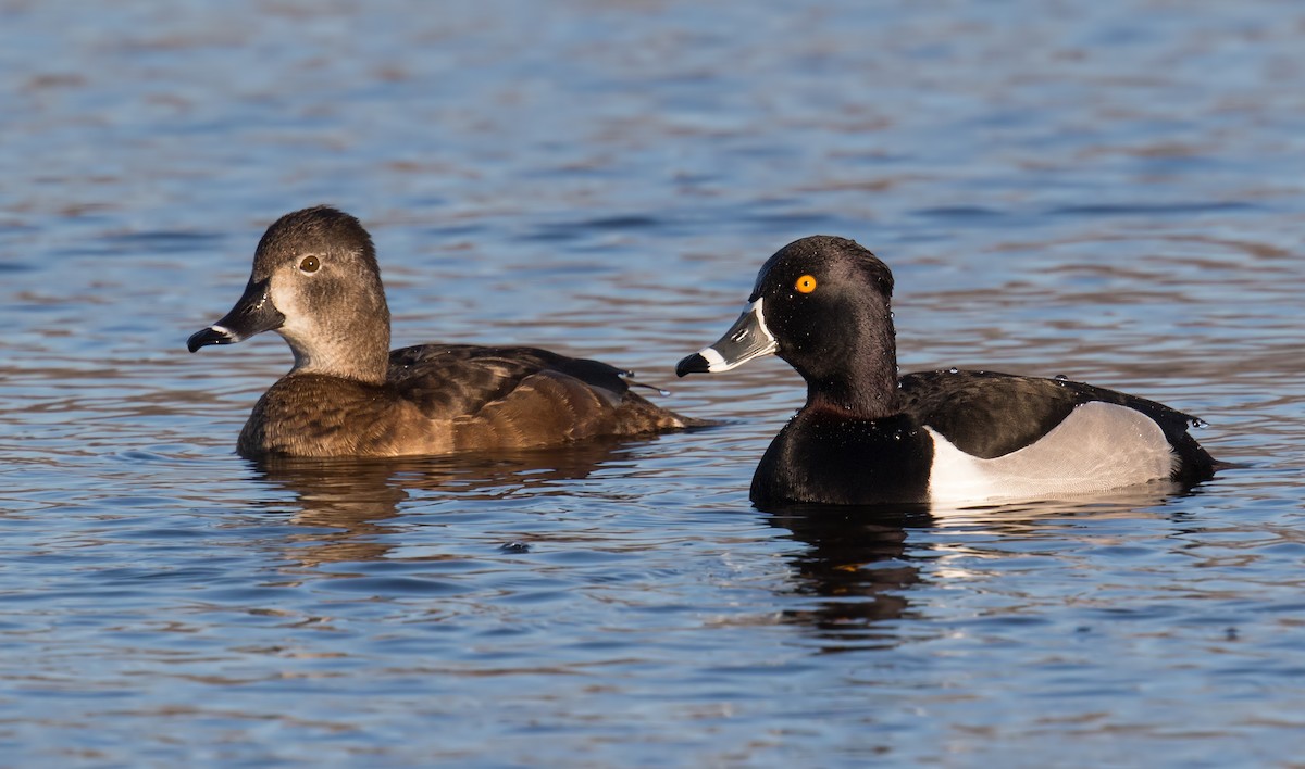 Ring-necked Duck - Darlene Friedman