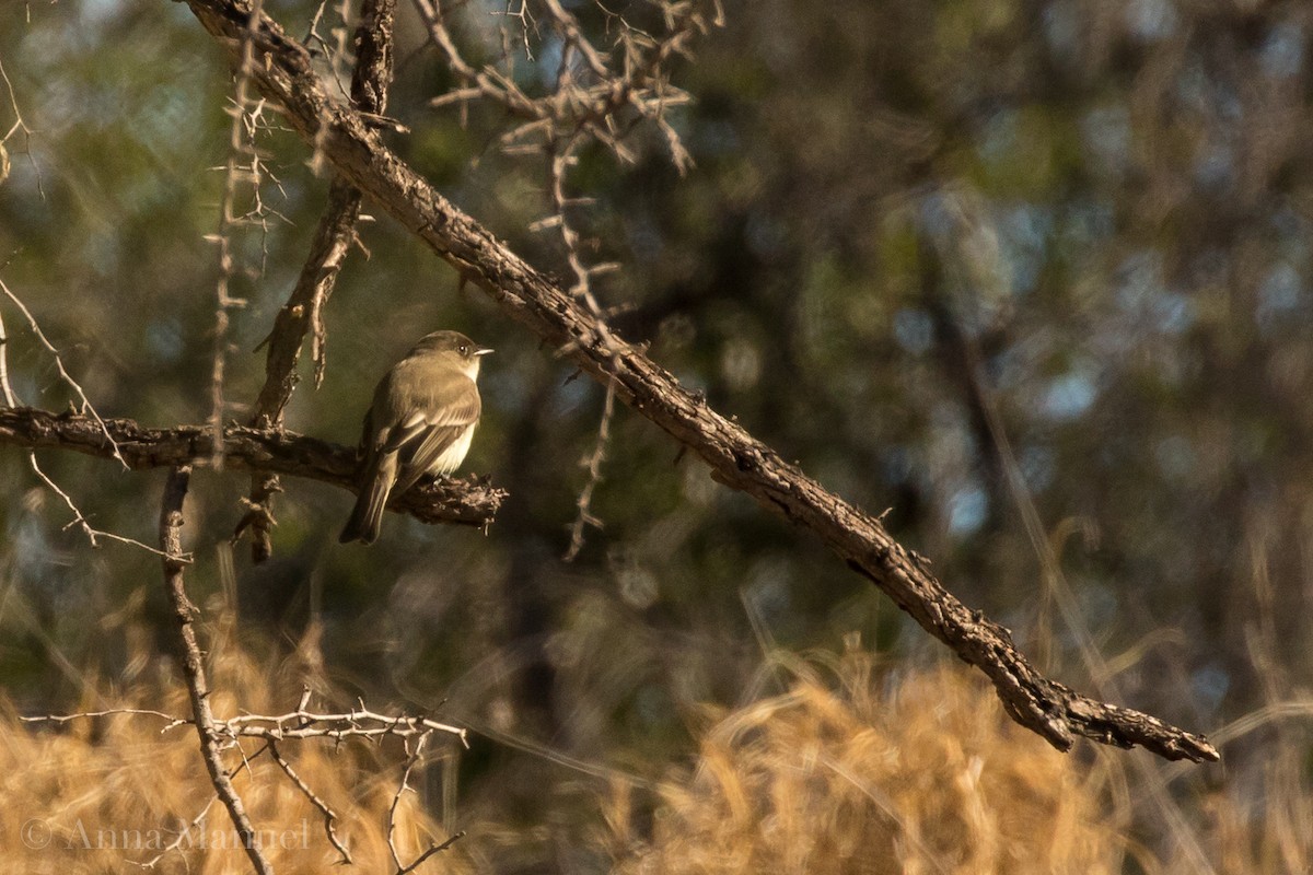 Eastern Phoebe - ML82398111