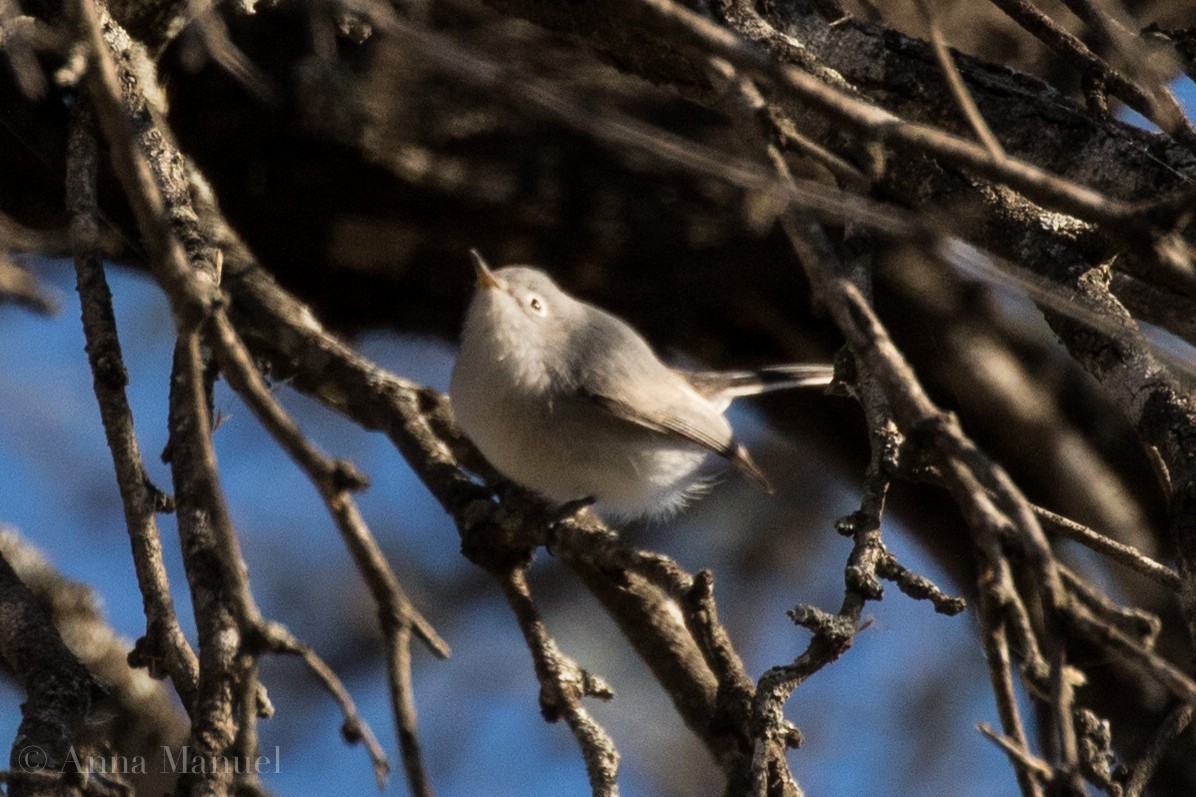 Blue-gray Gnatcatcher - ML82398221