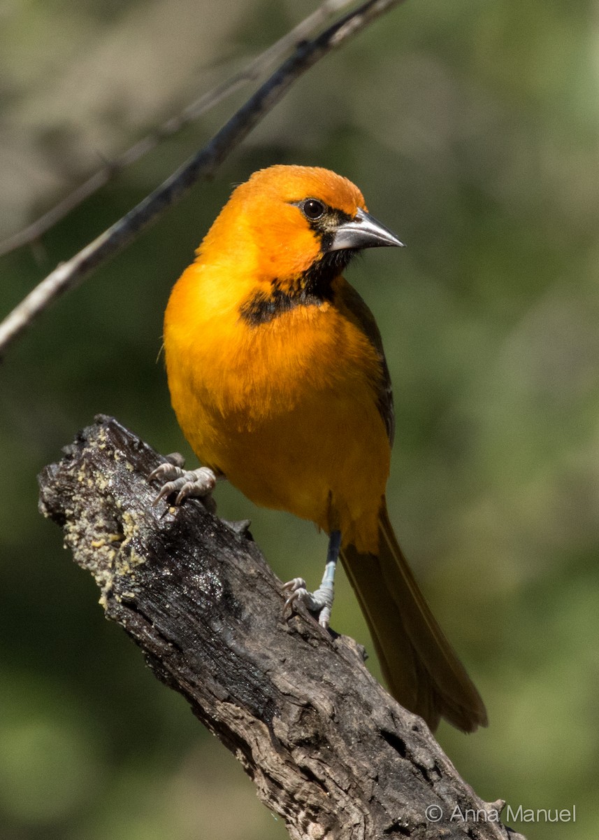 Altamira Oriole - ML82398471