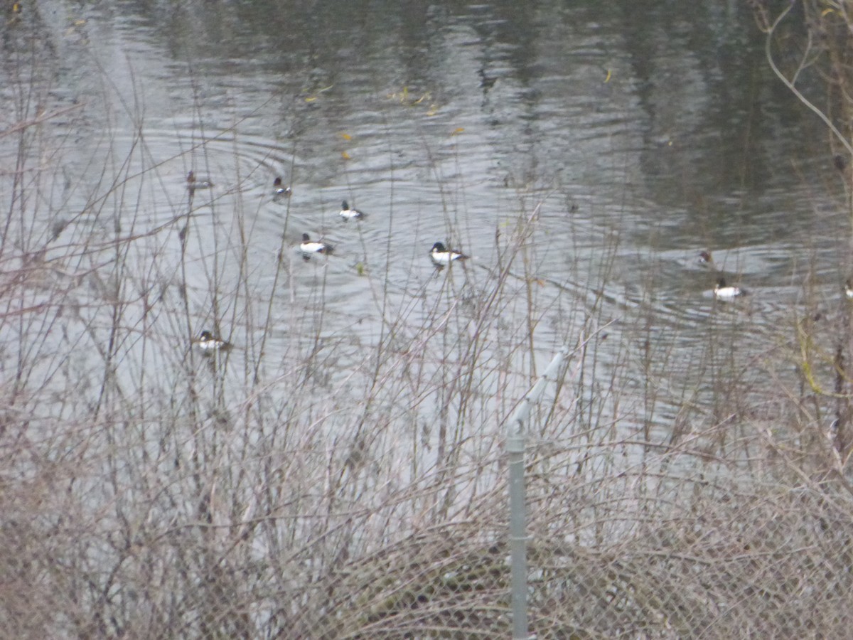 Common Goldeneye - ML82398481