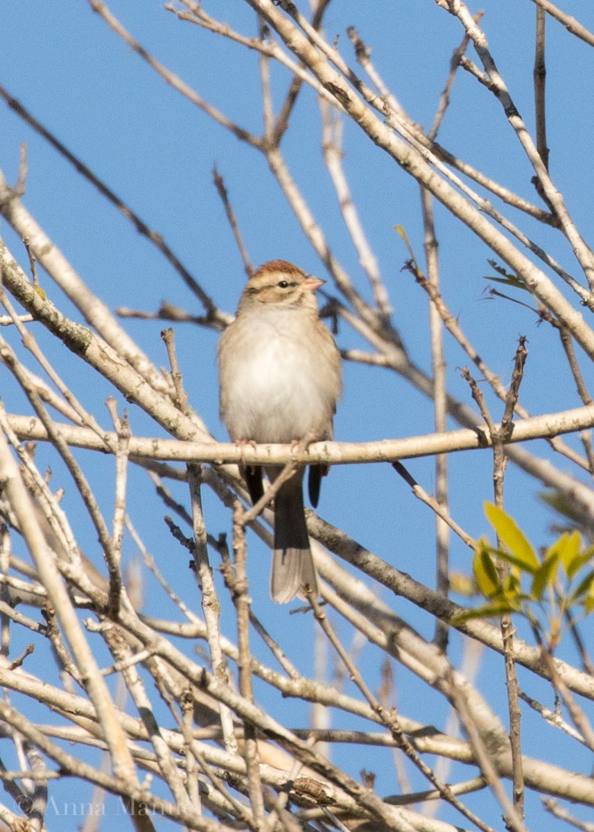 Chipping Sparrow - ML82398601