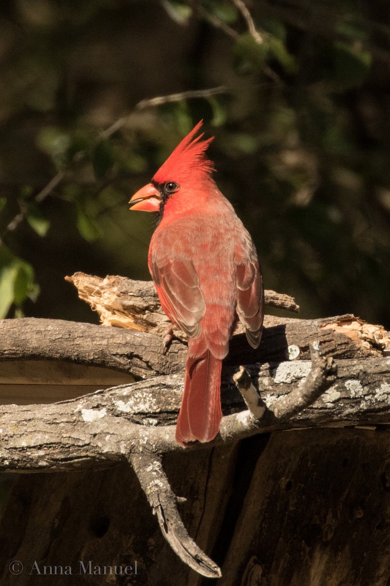 Northern Cardinal - ML82399241