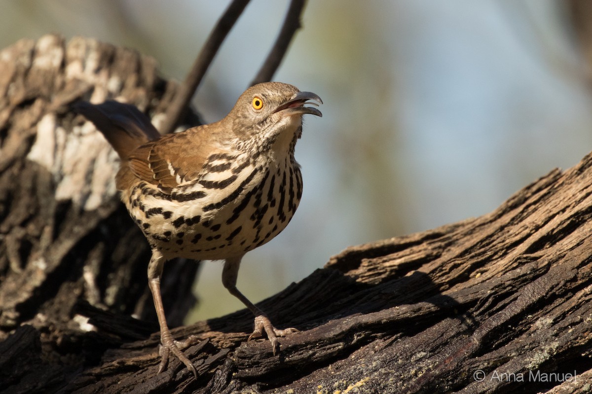 Long-billed Thrasher - ML82399591