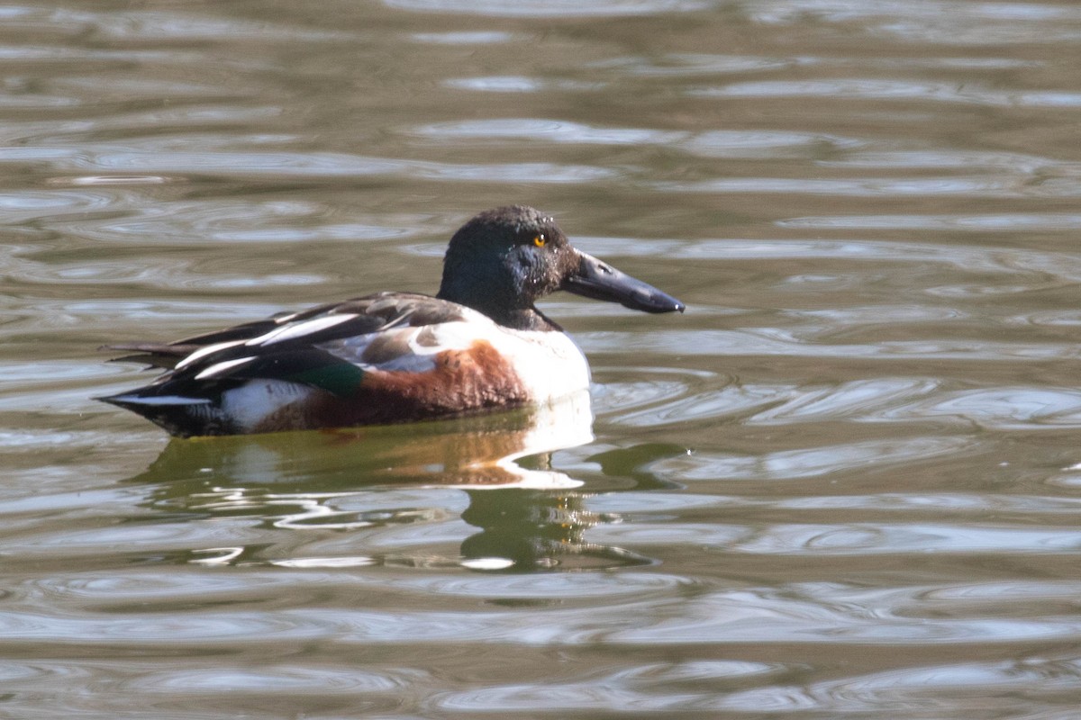 Northern Shoveler - ML82399911