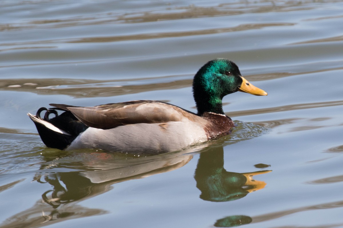 Canard colvert - ML82399991