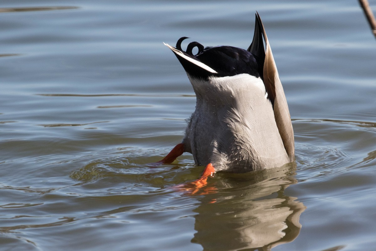 Canard colvert - ML82400001