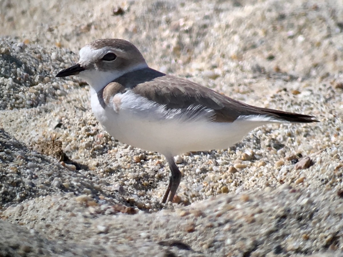 Snowy Plover - ML82400621