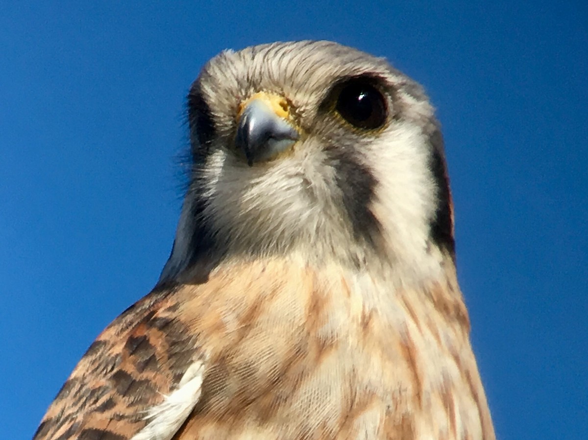 American Kestrel - ML82400811