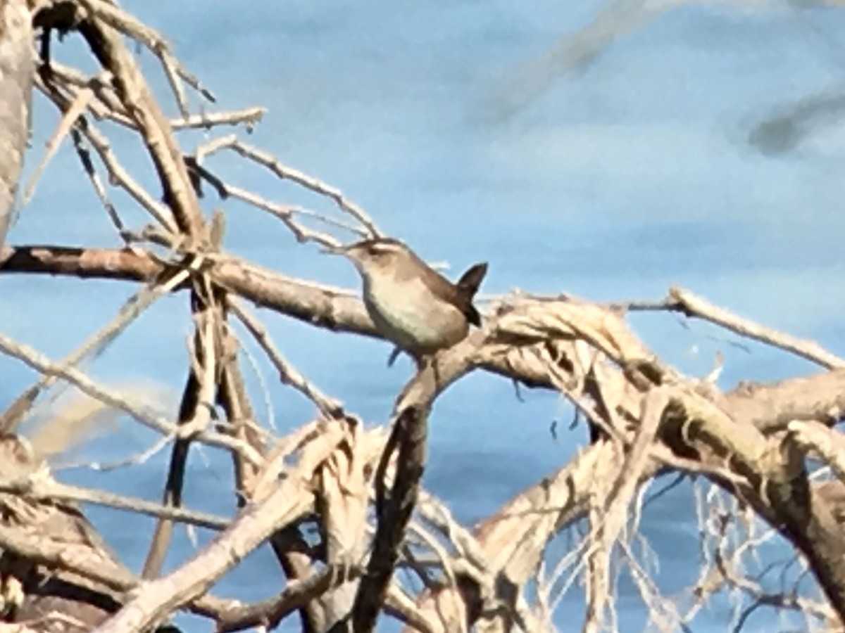 Marsh Wren - ML82400861