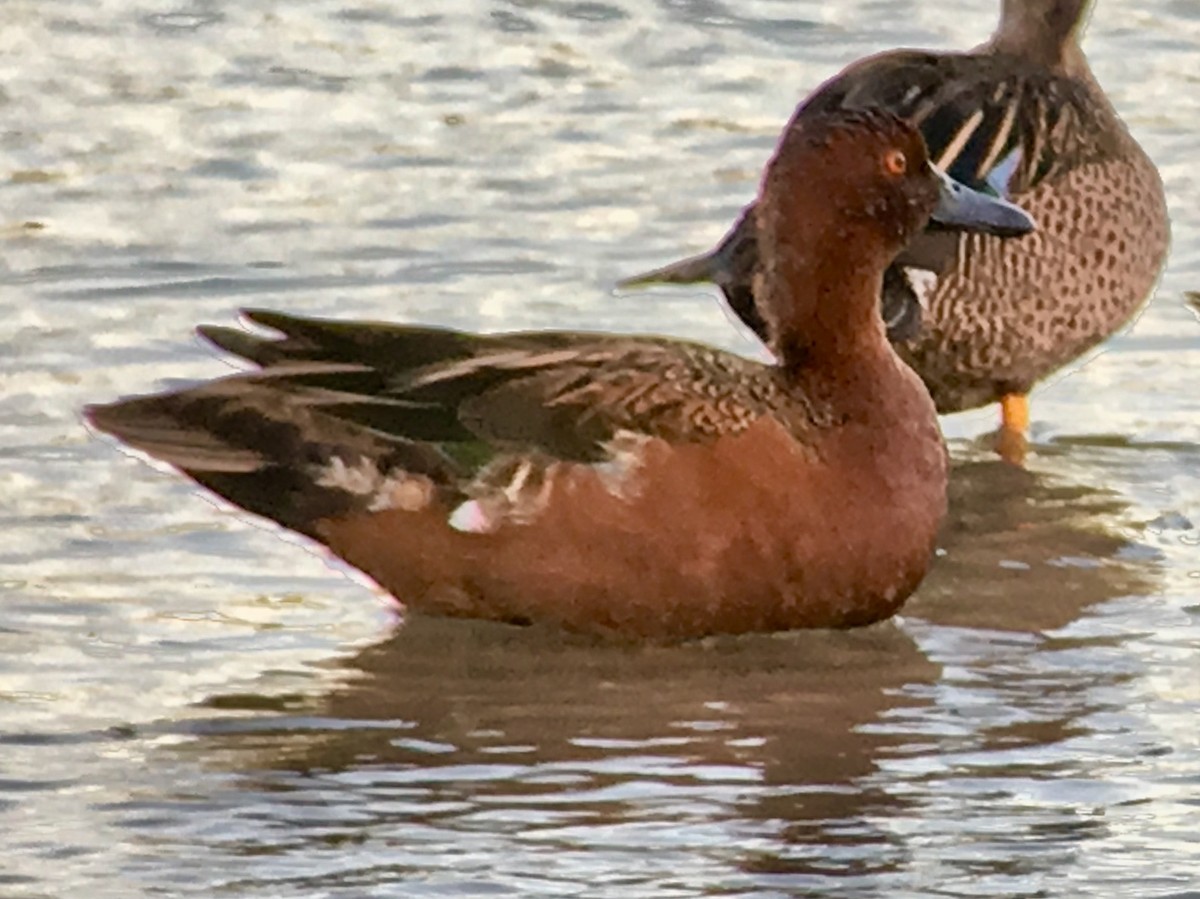 Cinnamon Teal - ML82400921